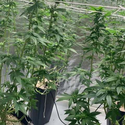 24 Tangie 2 growlog timeline photo