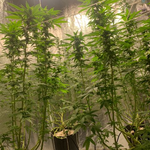 24 Tangie 2 growlog timeline photo