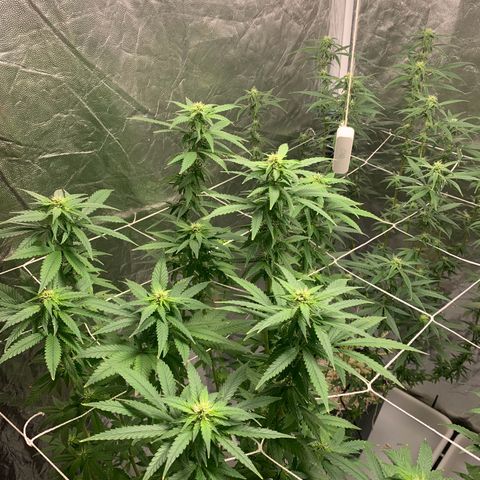 24 Tangie 2 growlog timeline photo