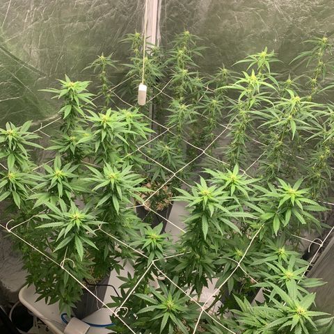 24 Tangie 2 growlog timeline photo