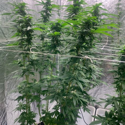 24 Tangie 2 growlog timeline photo