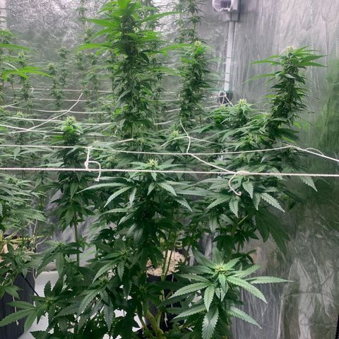 24 Tangie 2 growlog timeline photo