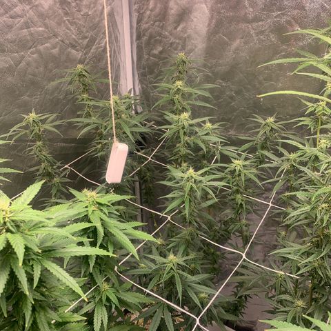 24 Tangie 2 growlog timeline photo