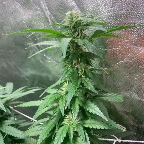 24 Tangie 2 growlog timeline photo