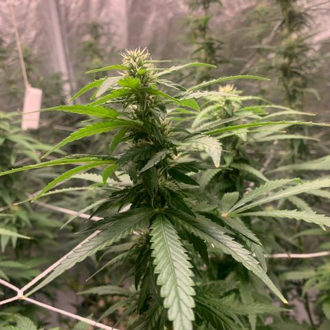 24 Tangie 2 growlog timeline photo