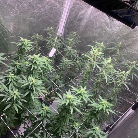 24 Tangie 2 growlog timeline photo