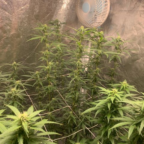 24 Tangie 2 growlog timeline photo