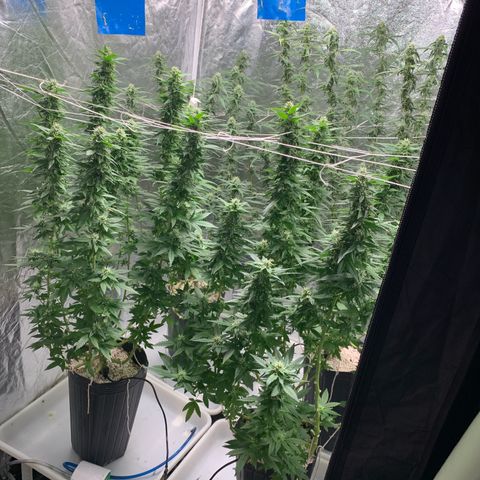 24 Tangie 2 growlog timeline photo