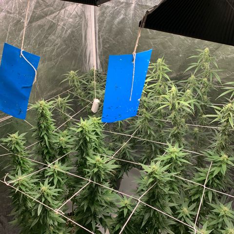 24 Tangie 2 growlog timeline photo