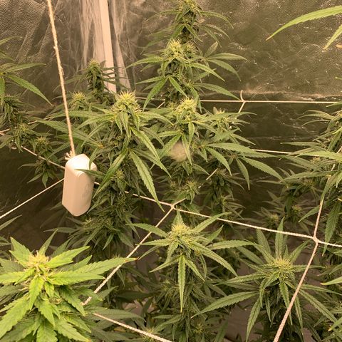 24 Tangie 2 growlog timeline photo