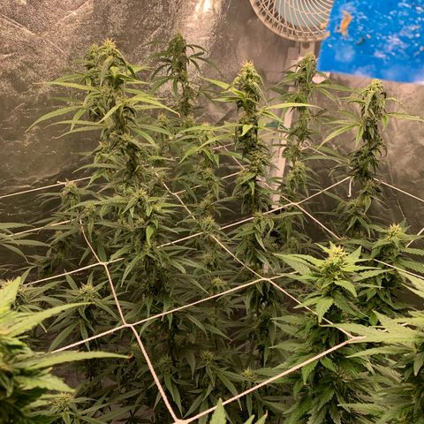 24 Tangie 2 growlog timeline photo