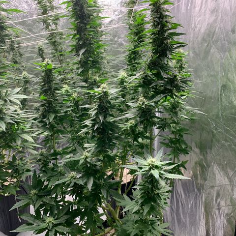 24 Tangie 2 growlog timeline photo