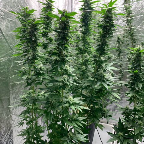 24 Tangie 2 growlog timeline photo