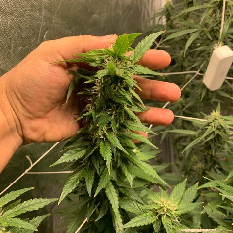 24 Tangie 2 growlog timeline photo