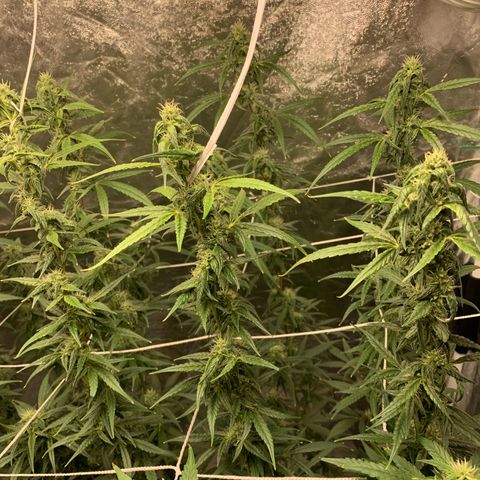 24 Tangie 2 growlog timeline photo
