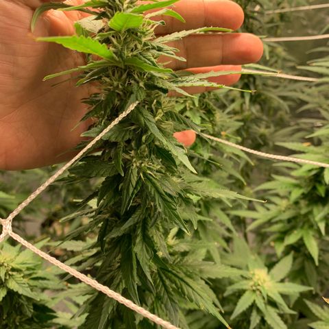 24 Tangie 2 growlog timeline photo