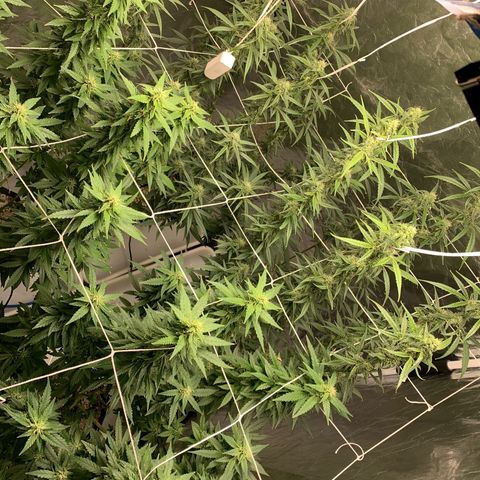 24 Tangie 2 growlog timeline photo