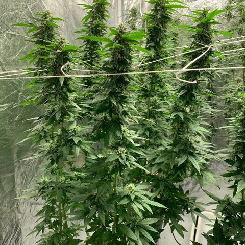 24 Tangie 2 growlog timeline photo