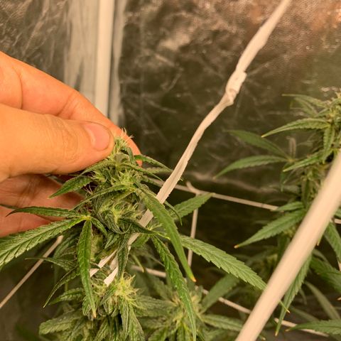 24 Tangie 2 growlog timeline photo