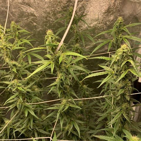24 Tangie 2 growlog timeline photo