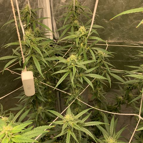 24 Tangie 2 growlog timeline photo