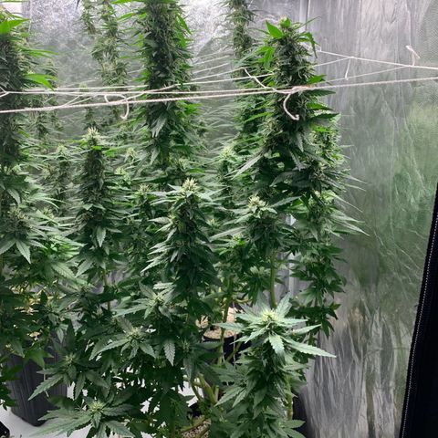 24 Tangie 2 growlog photo: Fert mais forte 