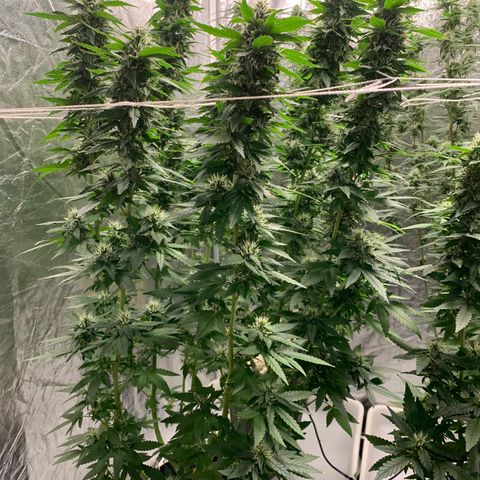 24 Tangie 2 growlog photo: Fert mais forte 