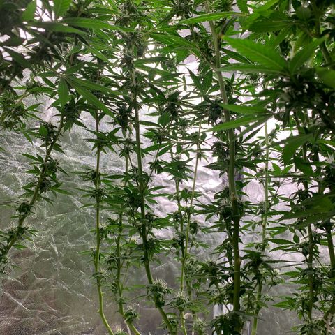 24 Tangie 2 growlog photo: Fert mais forte 