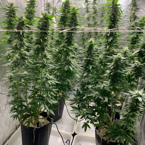 24 Tangie 2 growlog photo: Fert mais forte 