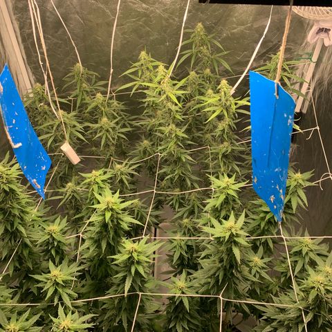 24 Tangie 2 growlog photo: Fert mais forte 