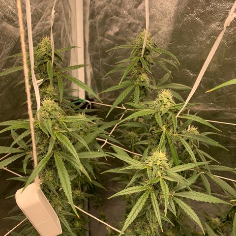 24 Tangie 2 growlog photo: Fert mais forte 