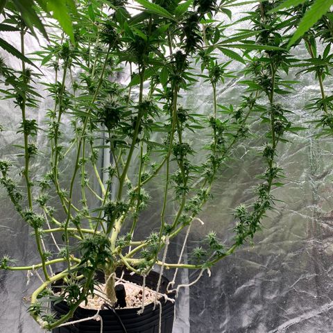 24 Tangie 2 growlog photo: Fert mais forte 