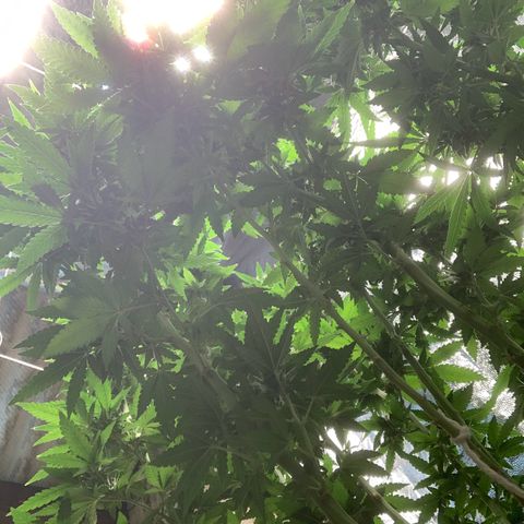 24 Tangie 2 growlog photo: Fert mais forte 