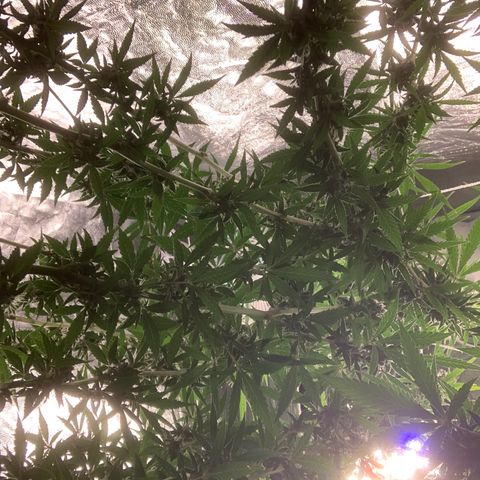 24 Tangie 2 growlog photo: Fert mais forte 