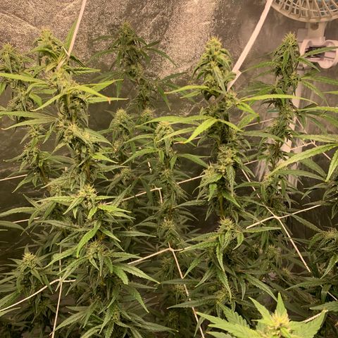 24 Tangie 2 growlog photo: Fert mais forte 