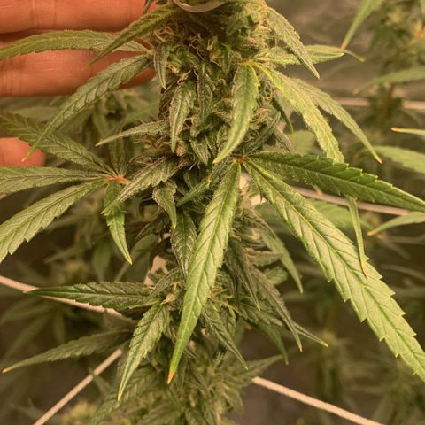 24 Tangie 2 growlog photo: Volta da viagem 