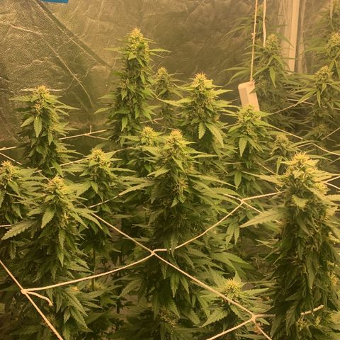 24 Tangie 2 growlog photo: Volta da viagem 