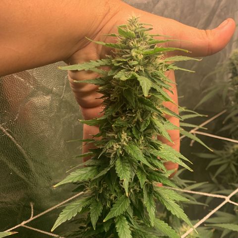 24 Tangie 2 growlog photo: Volta da viagem 