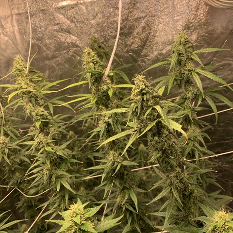 24 Tangie 2 growlog timeline photo