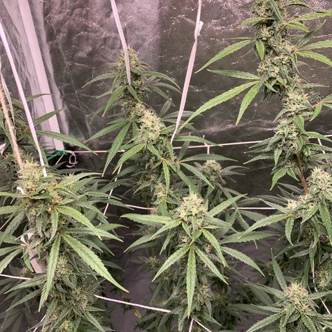 24 Tangie 2 growlog timeline photo
