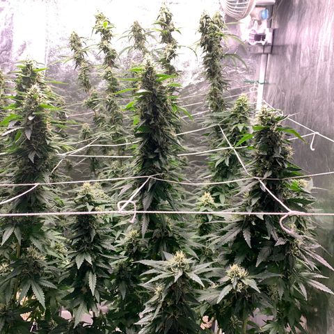 24 Tangie 2 growlog timeline photo