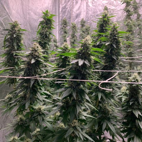 24 Tangie 2 growlog timeline photo