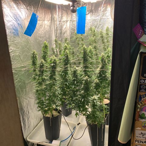 24 Tangie 2 growlog timeline photo