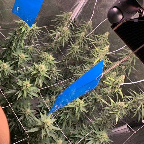 24 Tangie 2 growlog timeline photo