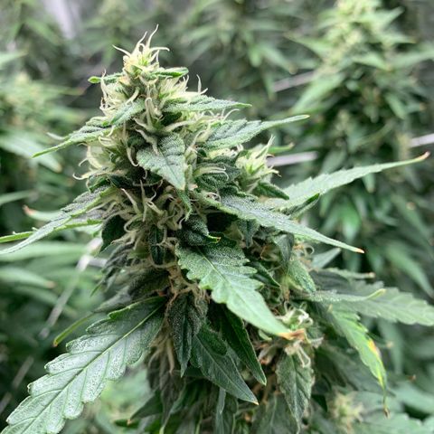 24 Tangie 2 growlog timeline photo