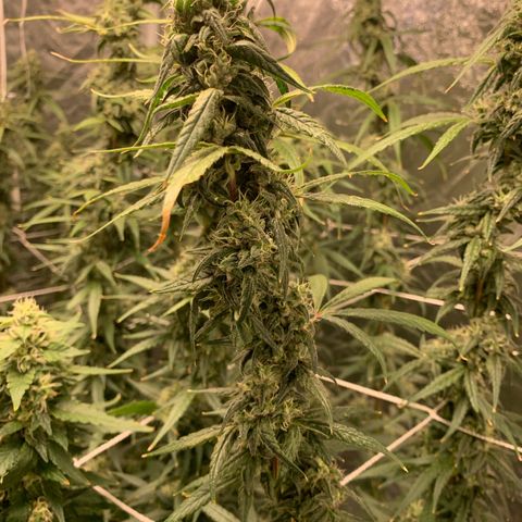 24 Tangie 2 growlog timeline photo