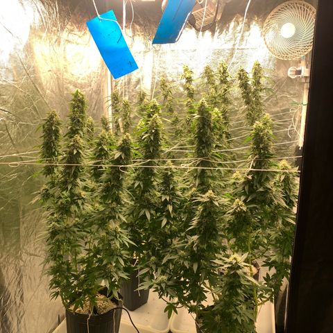 24 Tangie 2 growlog timeline photo