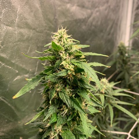 24 Tangie 2 growlog timeline photo