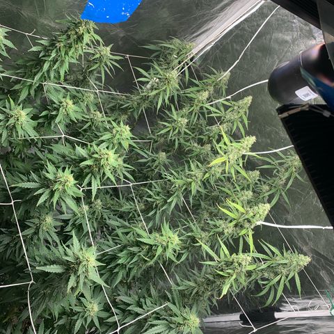 24 Tangie 2 growlog timeline photo