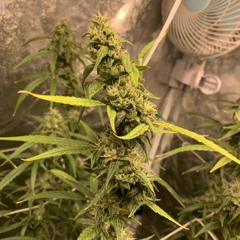 24 Tangie 2 growlog timeline photo